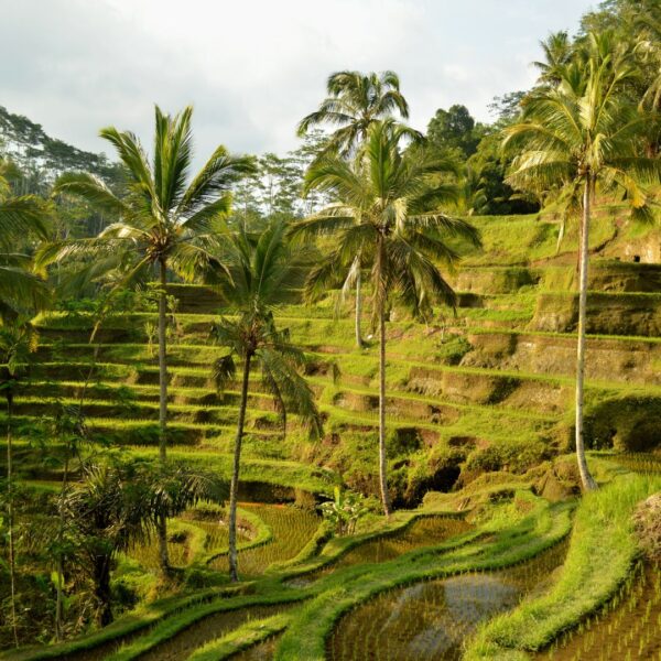 North of Bali - Day tour